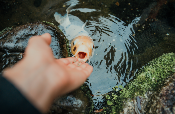poisson carpe amour dans un étang